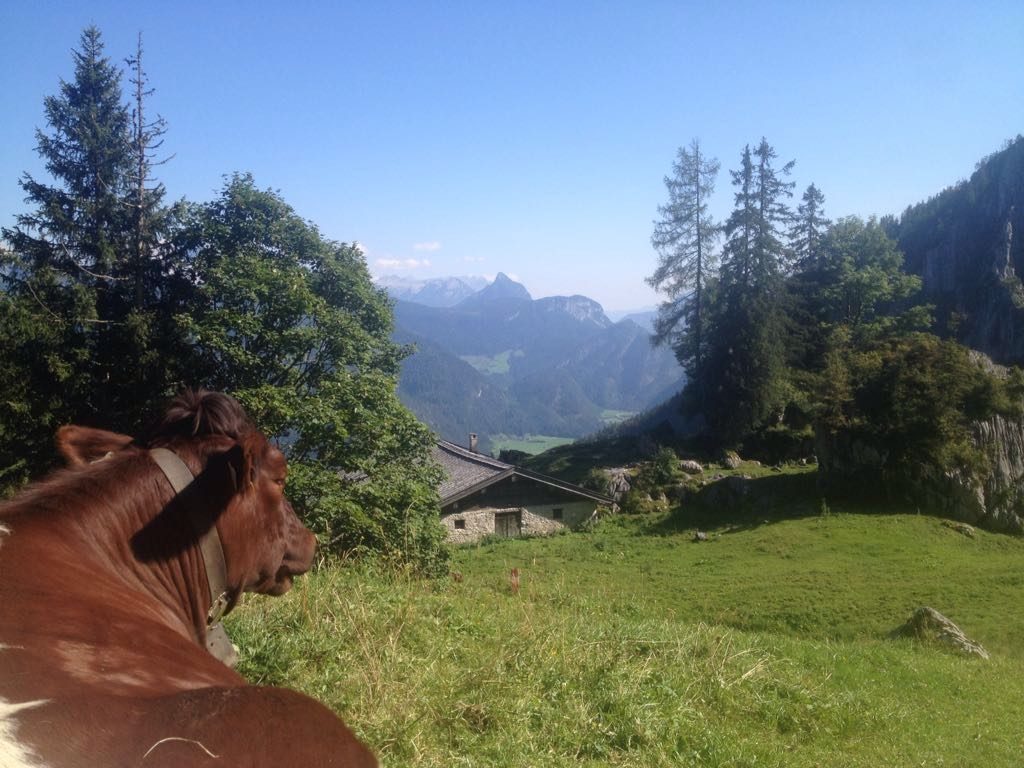 Krepper Alm Bräugföll Lofer