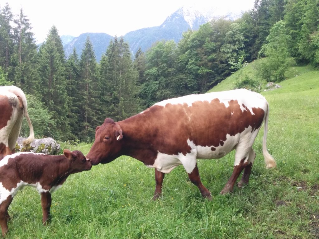 Krepper Kuh Mutterkuh Lofer Bauernhof