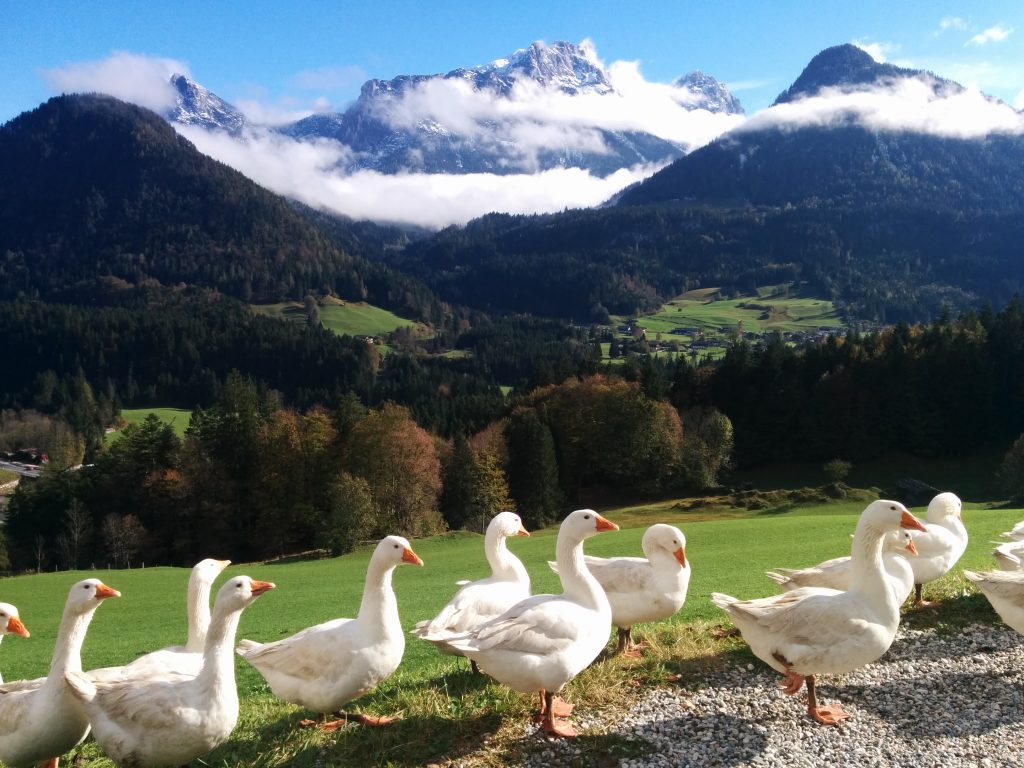 Kreper Gänse Martini Weidegans Lofer