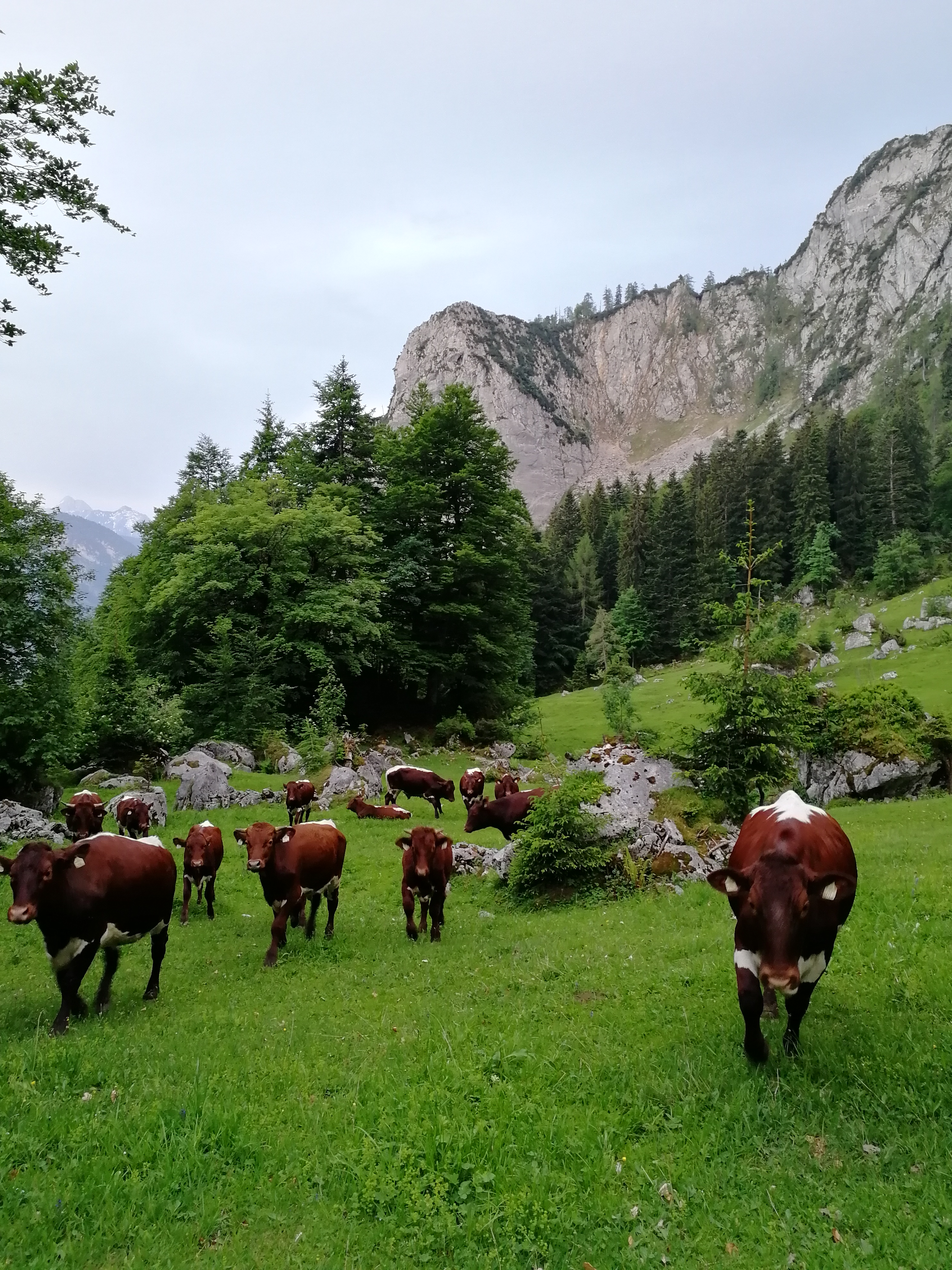 Krepper Kühe Alm Sommer Lofer