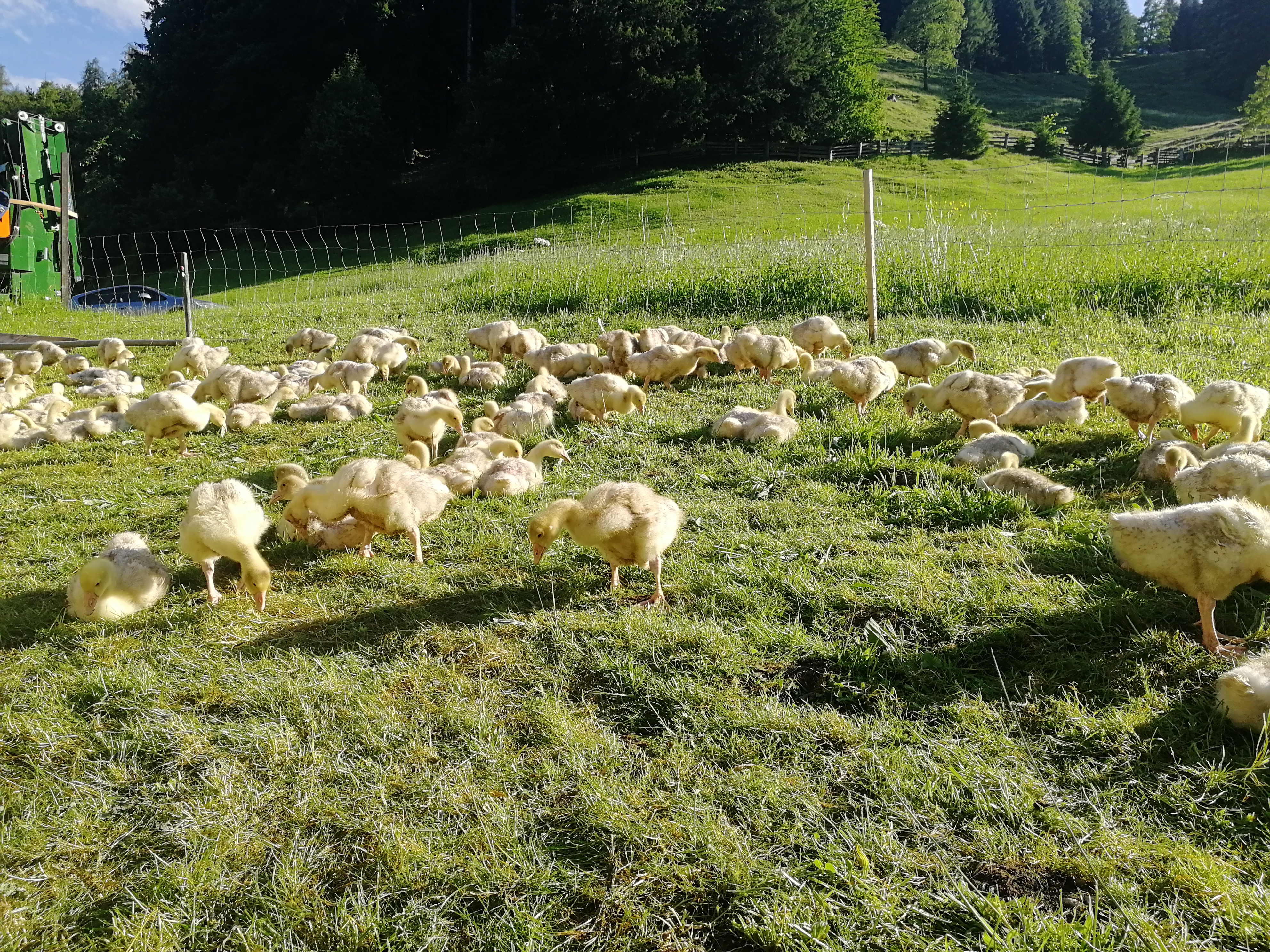 Krepper Gänse Lofer Weidegans