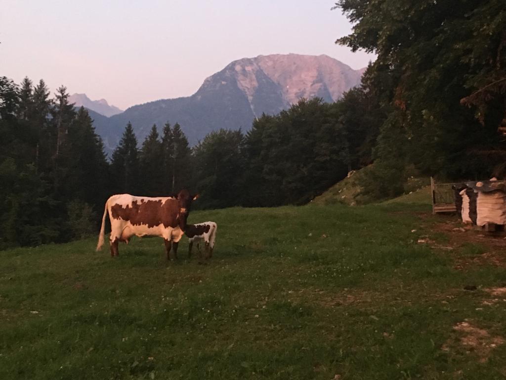 Krepper Lofer Pinzgauer KüheSonnenaufgang Alm Restaurant