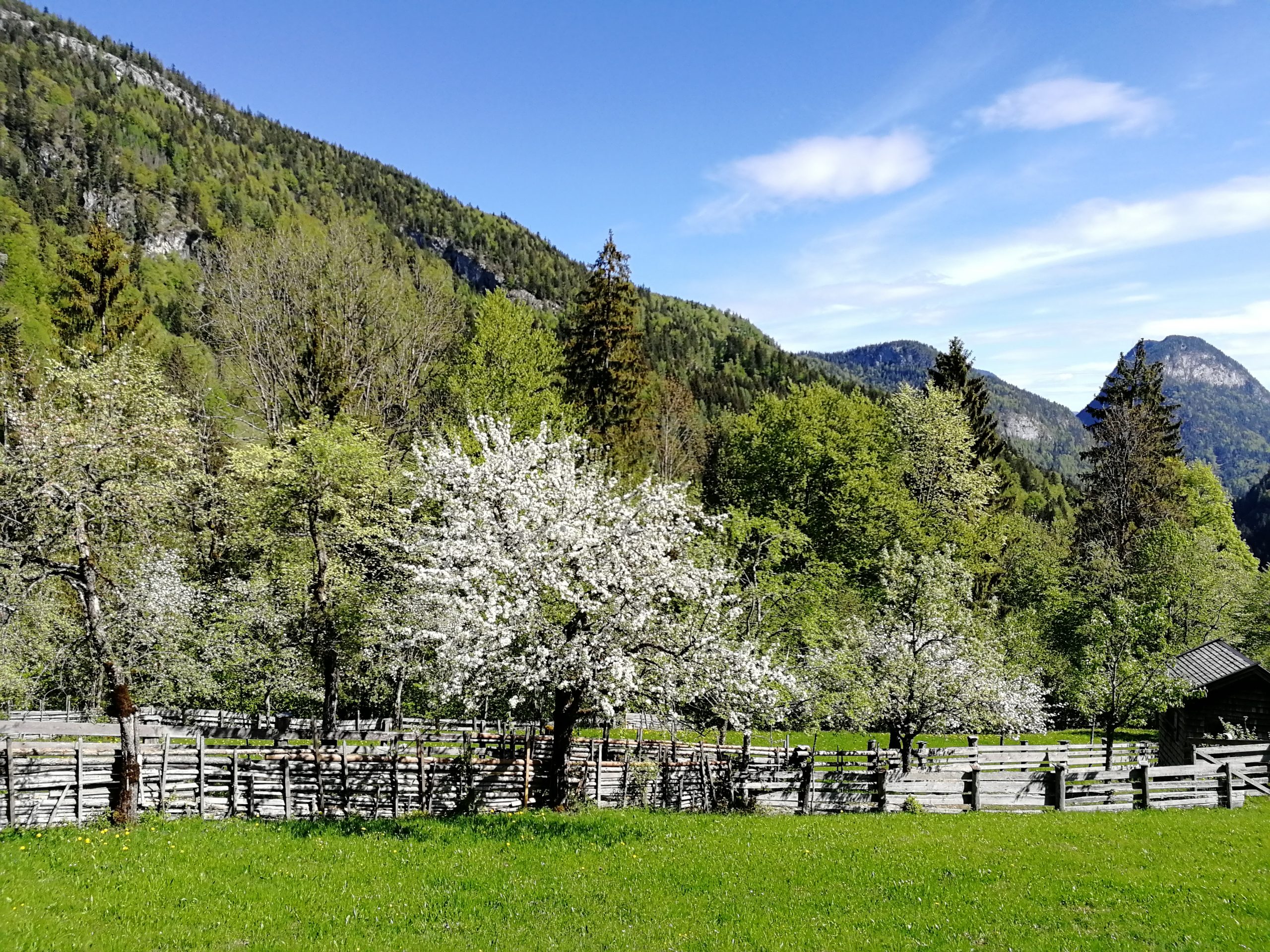 Krepper Lofer Restaurant Apple Tree