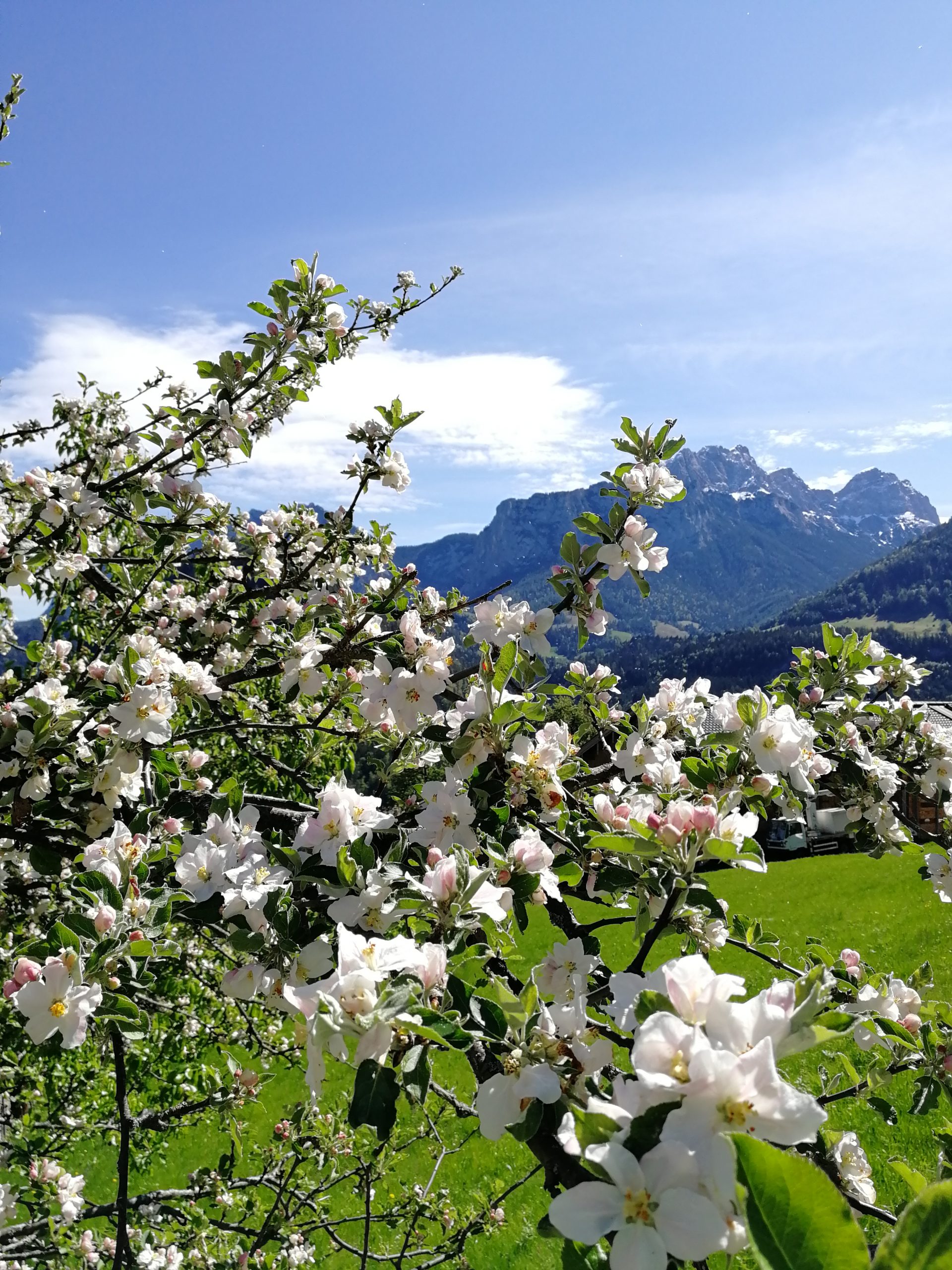 Krepper Lofer Restaurant Apple Tree