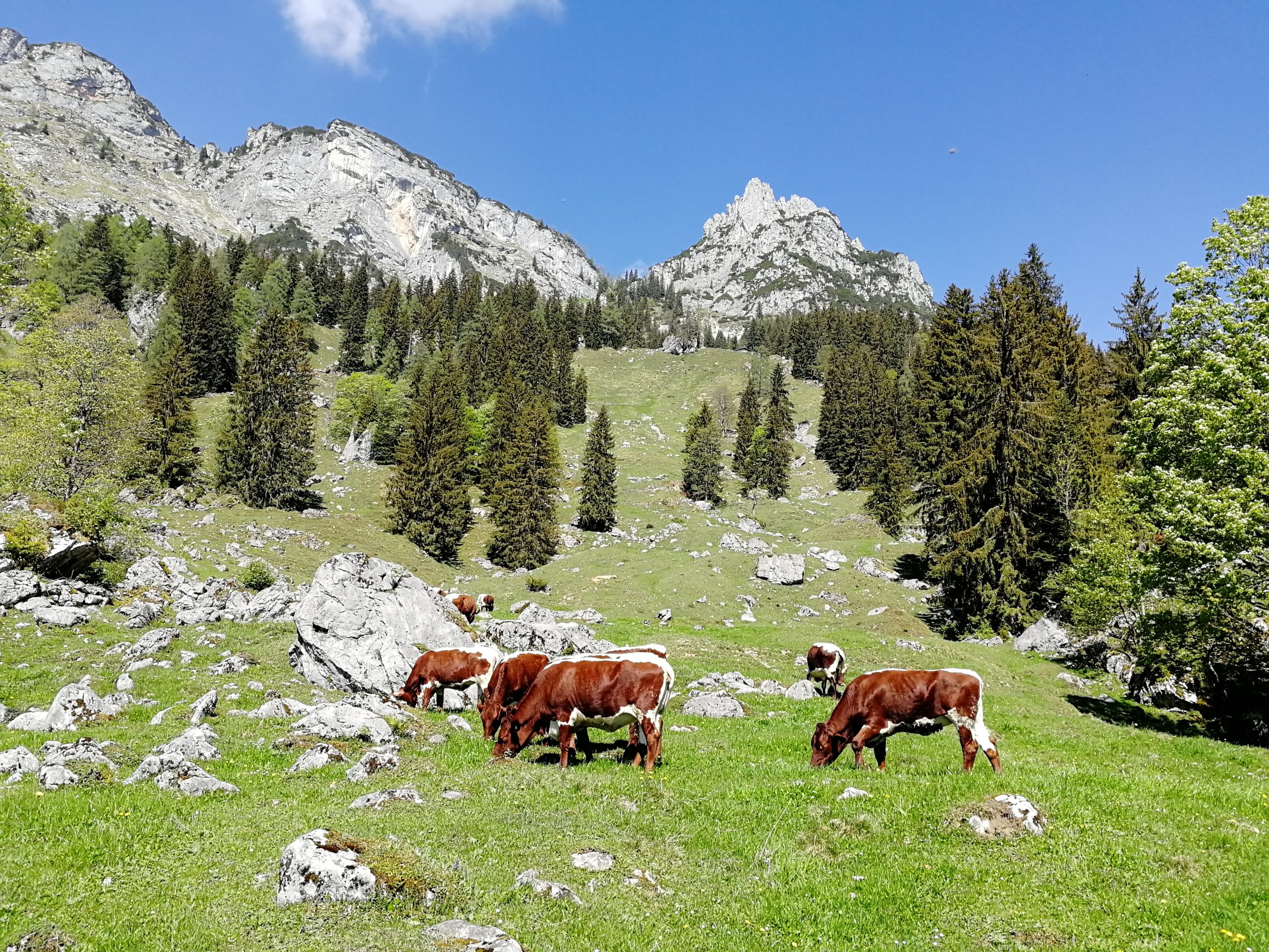 Krepper Lofer Kühe Alm