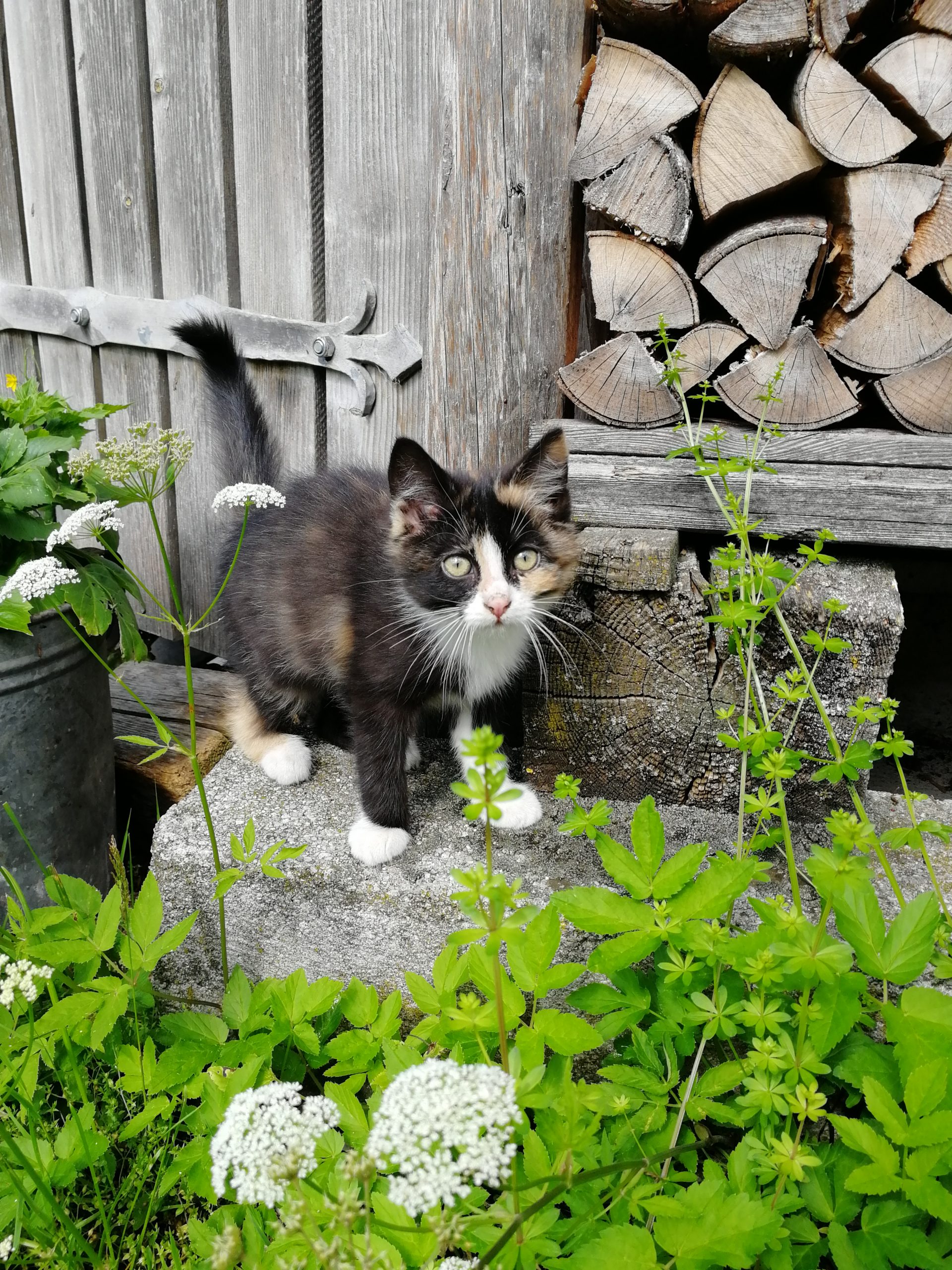 Krepper Lofer Restaurant Cat Mimi