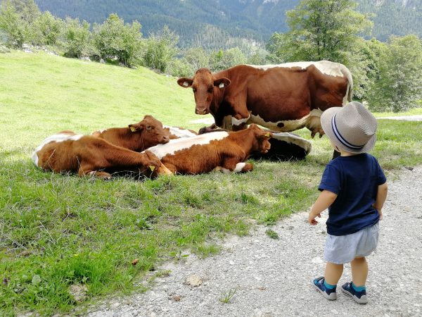Krepper Lofer Farm Cows