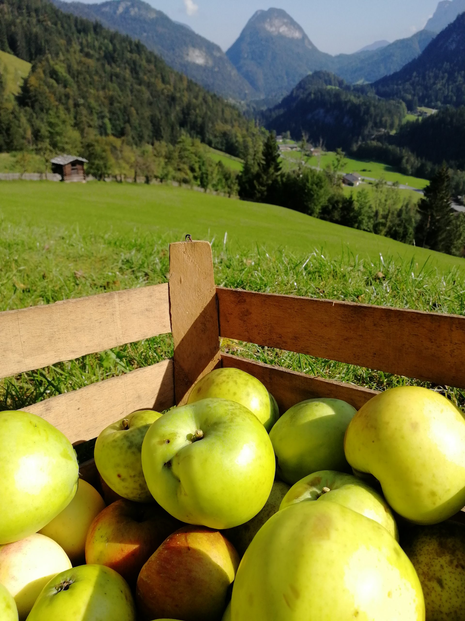 Krepper Lofer Farm Apple Harvest