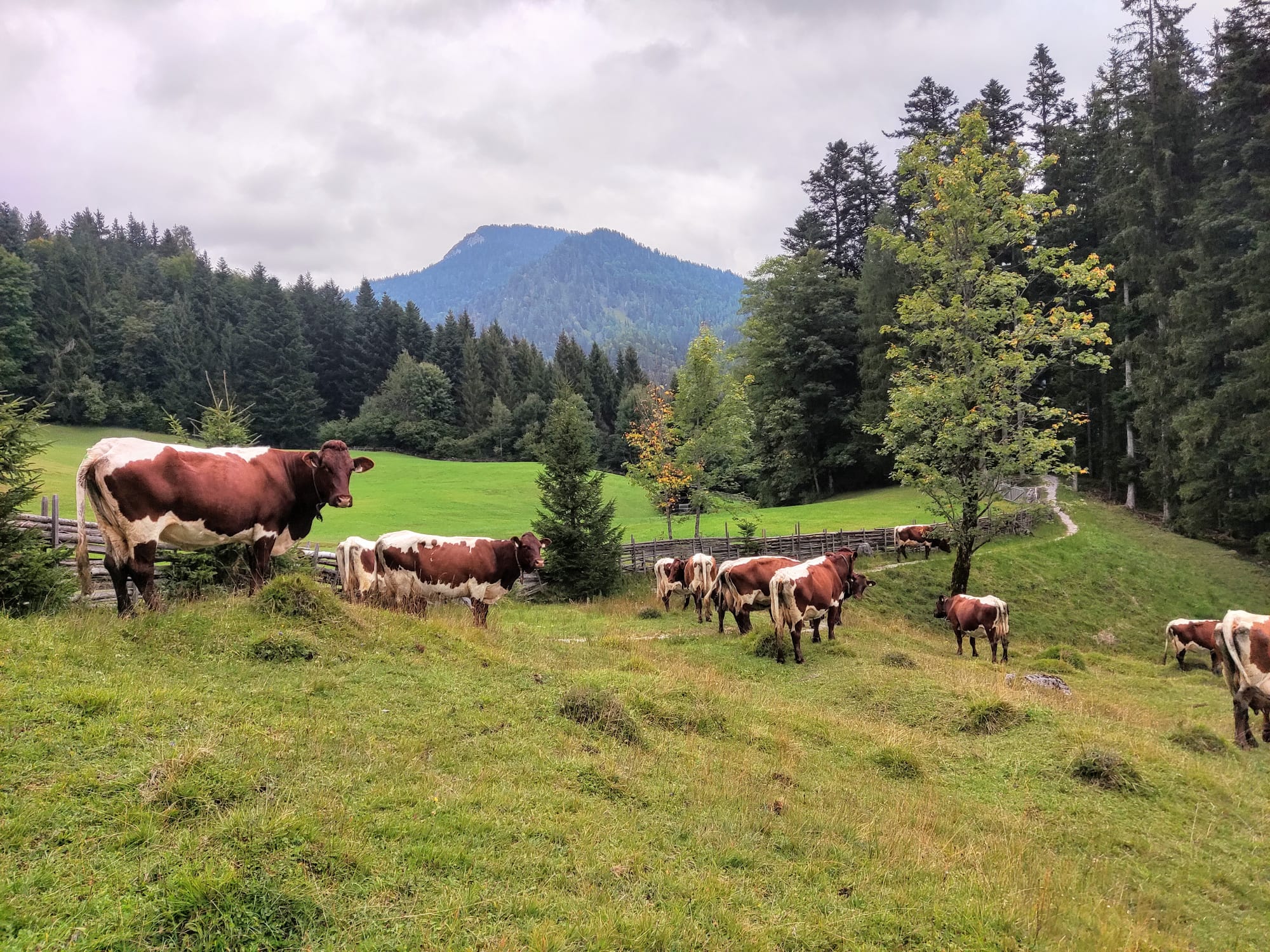 Krepper Lofer Pinzgauer Cows