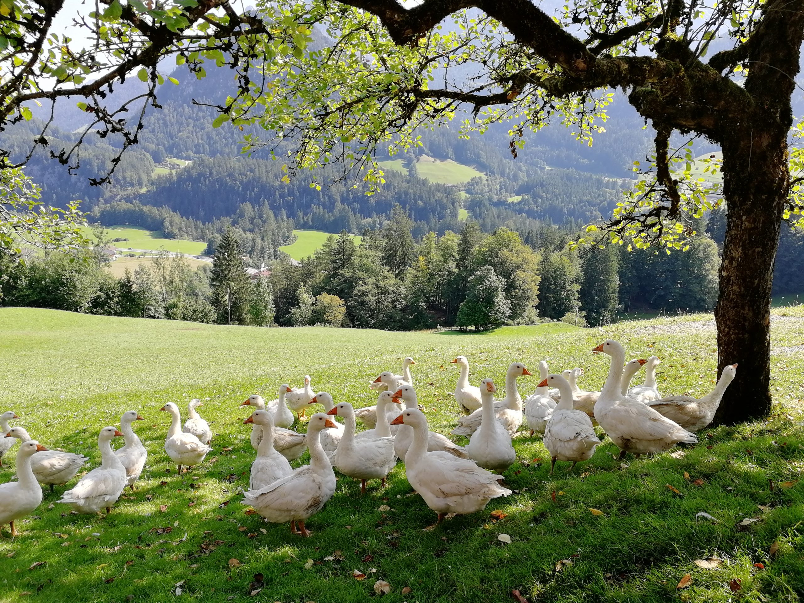 Kepper Lofer Gooses