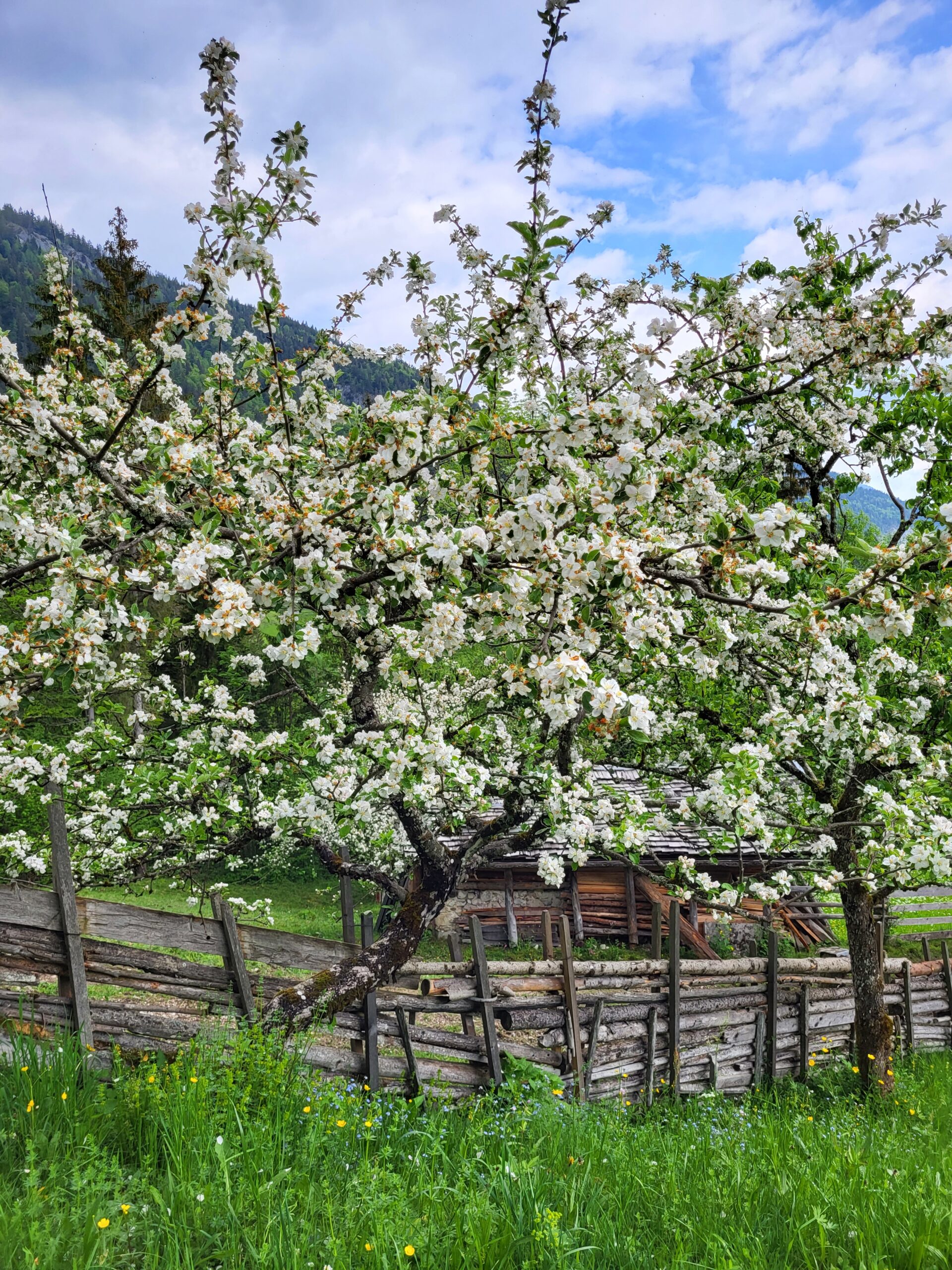 Krepperhof Lofer Pflanzen Biohof Bäume Blüte