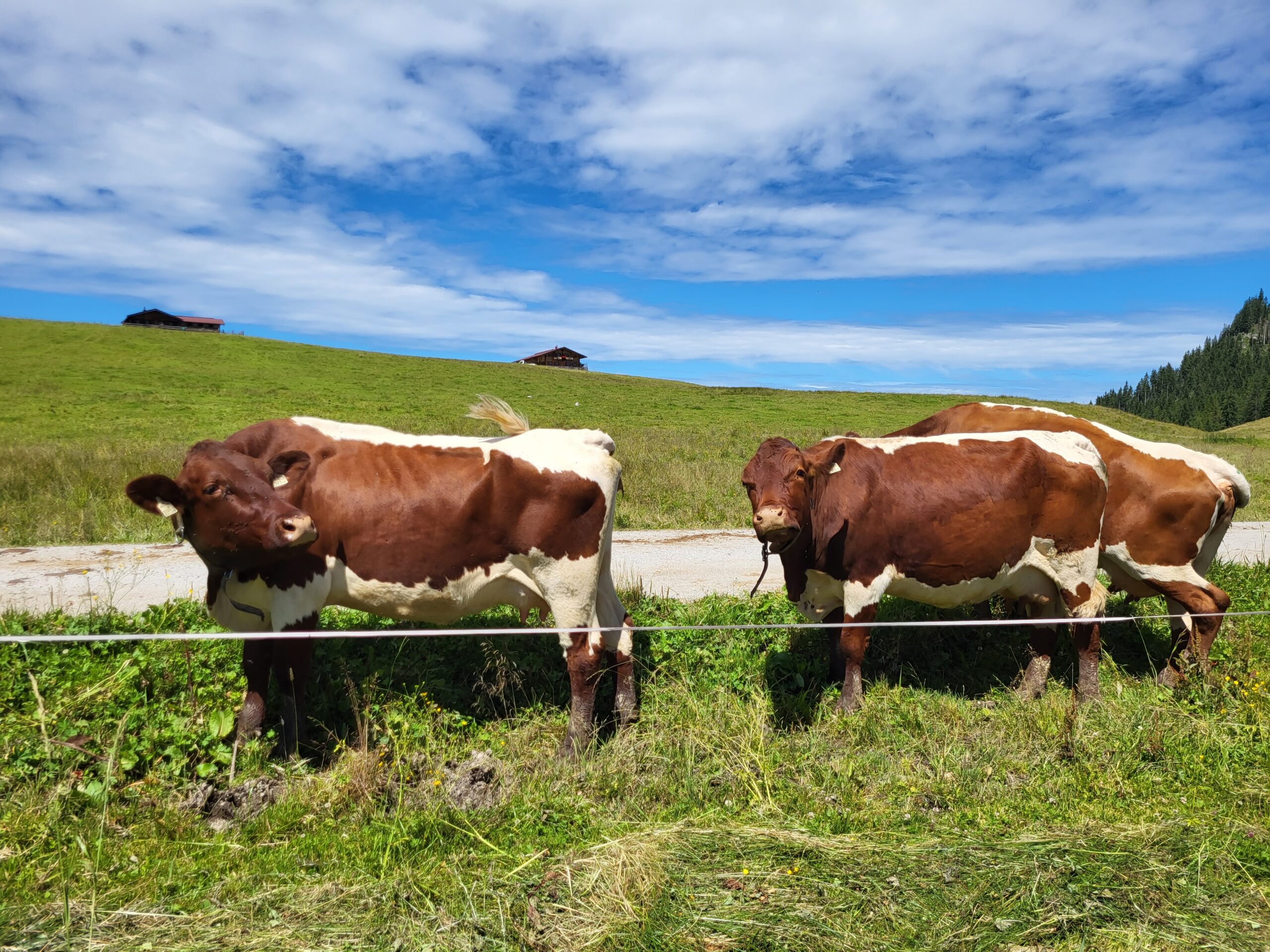 Krepper Lofer Austria Cows