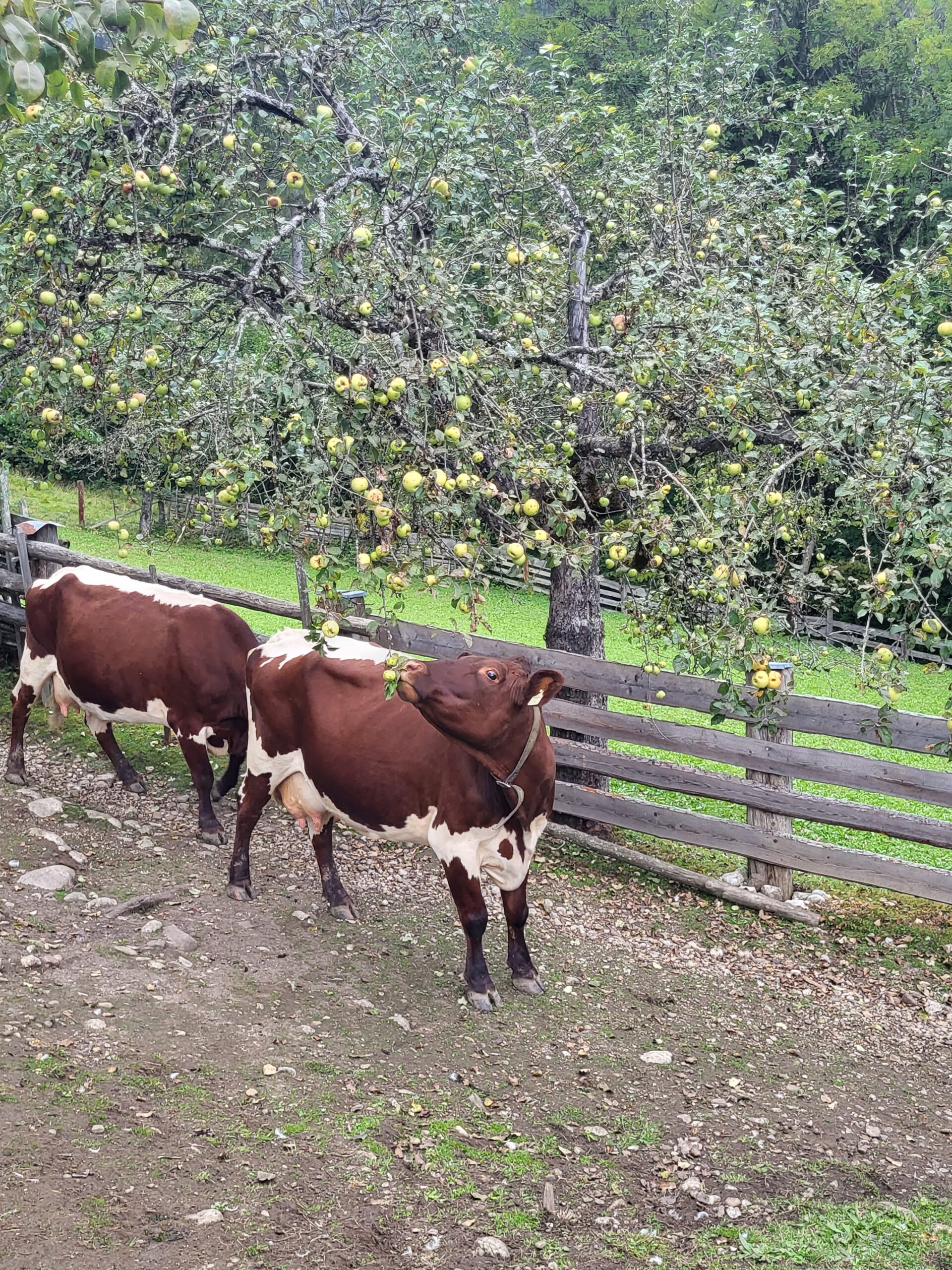 Krepper Lofer Austria Cows Pinzgauer