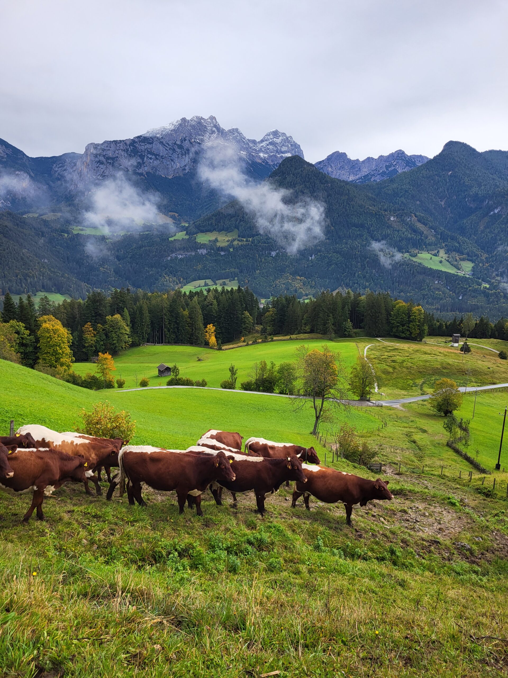 Krepper Lofer Austria Cows Pinzgauer