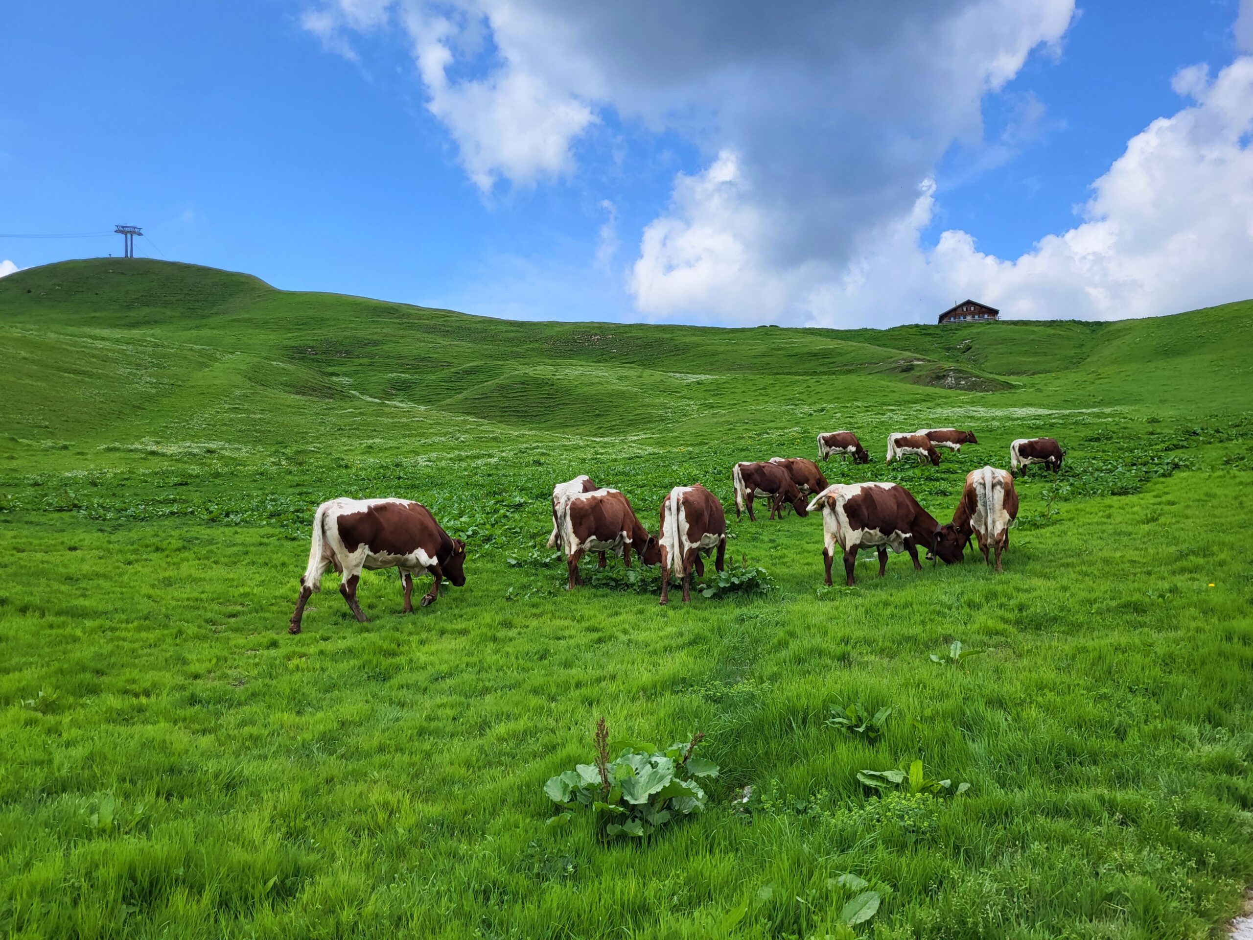 Krepper Lofer Restaurant Outside Landscape Alp Cows Pinzgauer