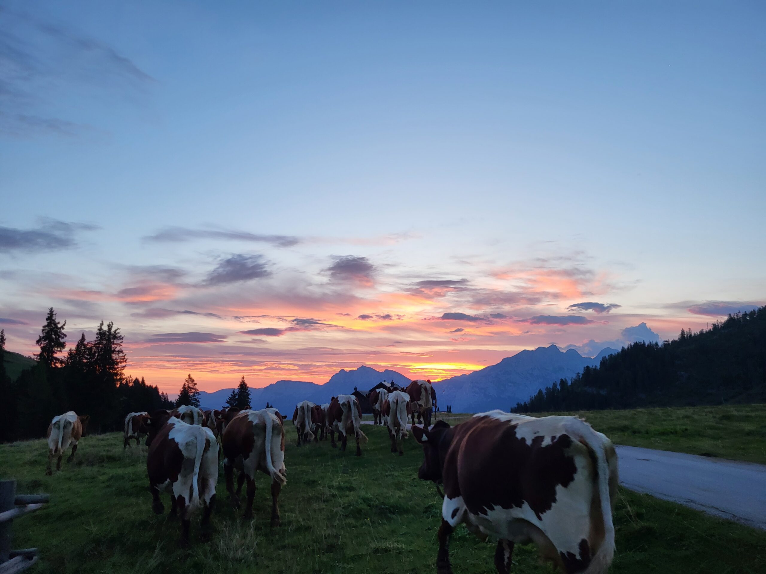 Krepper Lofer Restaurant Food Cows Alp