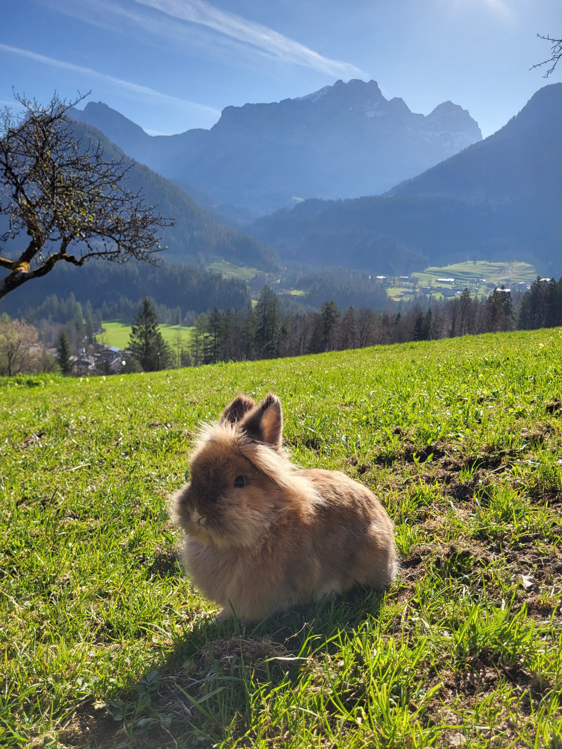 Krepper Lofer Summer Landscape Salzburger Saalachtal Farm