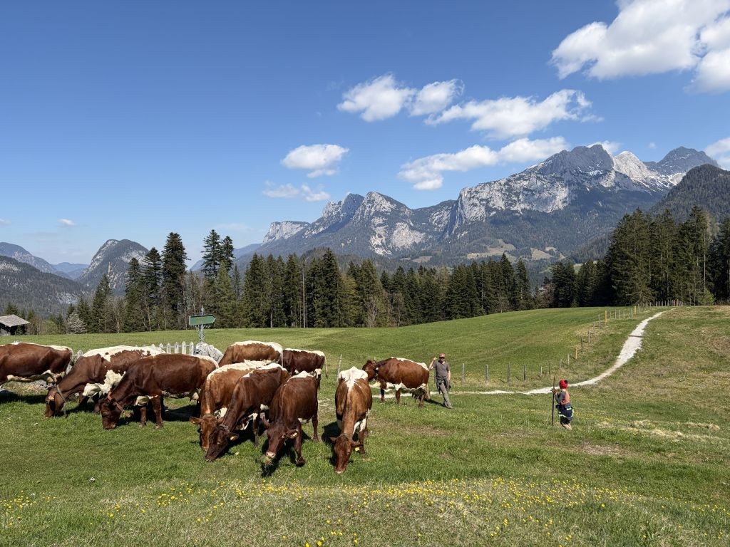 Krepper Lofer Restaurant Spring Cows Farm